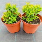 Vajgela kvetnatá (Weigela florida) ‘PICOBELLA ROSA’® - výška 10-15 cm, kont. C2L
